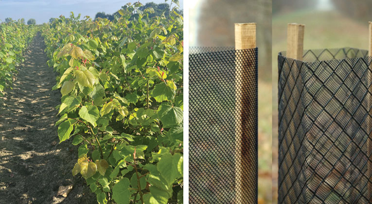 <b>DES PLANTS & DES PROTECTIONS</b>